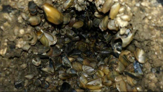 Mussel clogged surface without biofouling management