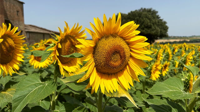 Ukraine sunflower 640x360